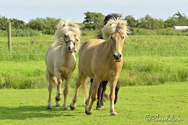 Vingthor, 2 jähriger Wallach von Valgarð frá Kirkjubæ, Marion Rethwisch, Horses For Sale, Nieblum, Image 2