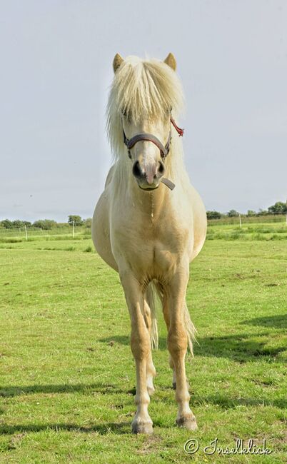 Vingthor, 2 jähriger Wallach von Valgarð frá Kirkjubæ, Marion Rethwisch, Horses For Sale, Nieblum, Image 3