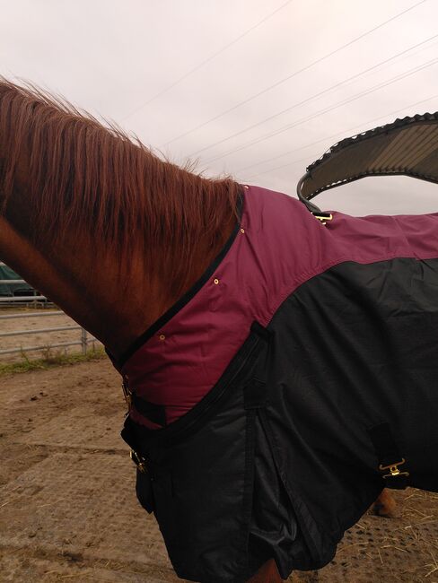 Pferde Outdoor Winterdecke/Führanlagendecke/NEU, Abbie L., Horse Blankets, Sheets & Coolers, Walzbachtal, Image 6