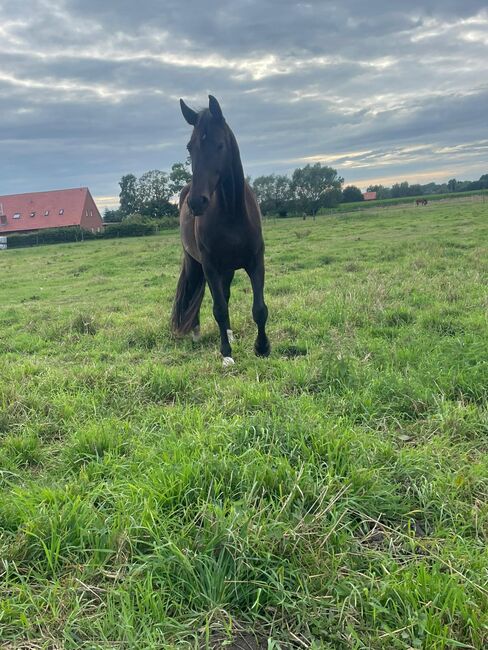 Vitalis Rappstute mit hervorragendem Dressurpotenzial, Linda Warmers, Horses For Sale, Stadtlohn