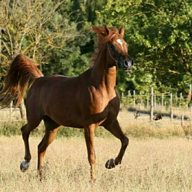 VOLLBLUTARABER, Schneeberger Rosi, Horses For Sale, kaltenbach