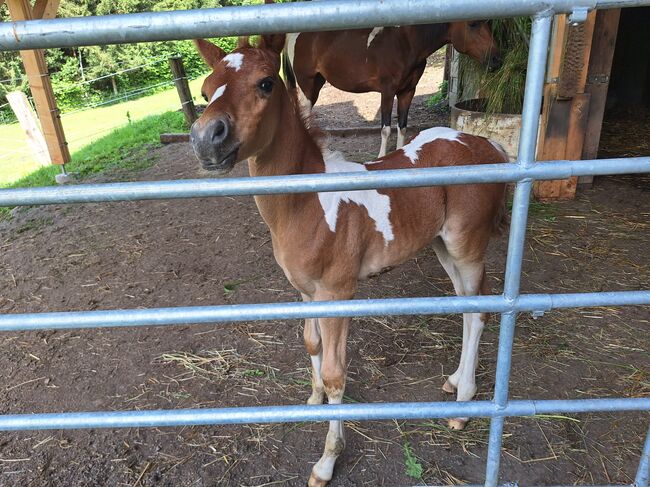 Vollblutaraber Finn, Michael Macheiner, Horses For Sale, 8822 Mühlen, Image 5