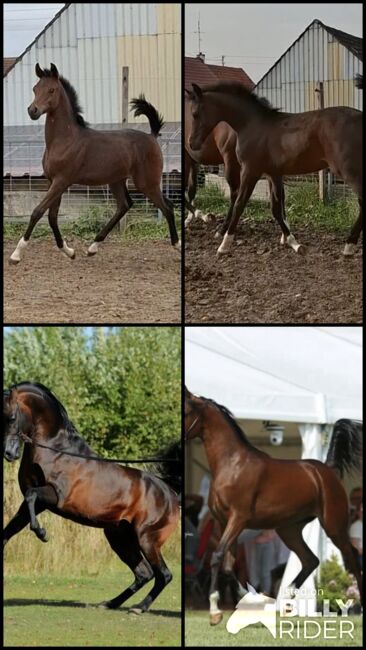 Vollblut Araber Fohlen(6000€ nur bis Ende monat), Anahita , Horses For Sale, Ustersbach, Image 9