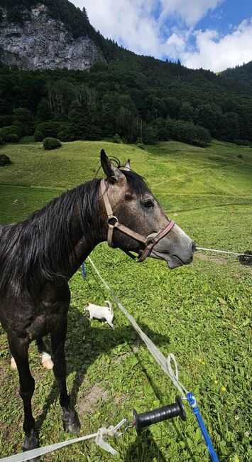 Vollblutaraberhengst, Anna Androschin, Horses For Sale, Matt, Image 3