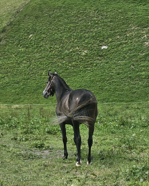 Vollblutaraberhengst, Anna Androschin, Horses For Sale, Matt, Image 4