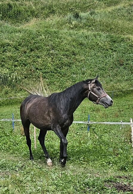 Vollblutaraberhengst, Anna Androschin, Horses For Sale, Matt