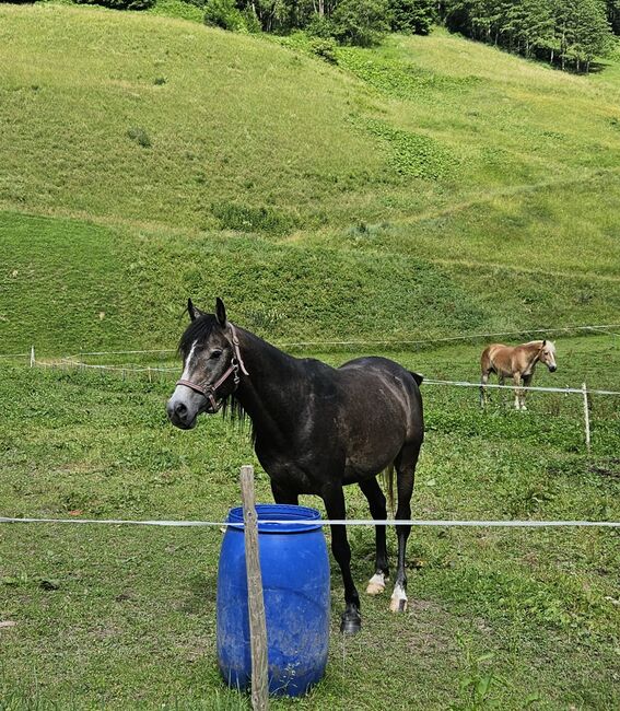 Vollblutaraberhengst, Anna Androschin, Horses For Sale, Matt, Image 2
