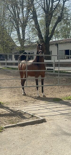 Vollblut Araber Stute(12000€ bis Ende Monat), Anahita , Horses For Sale, Ustersbach, Image 3