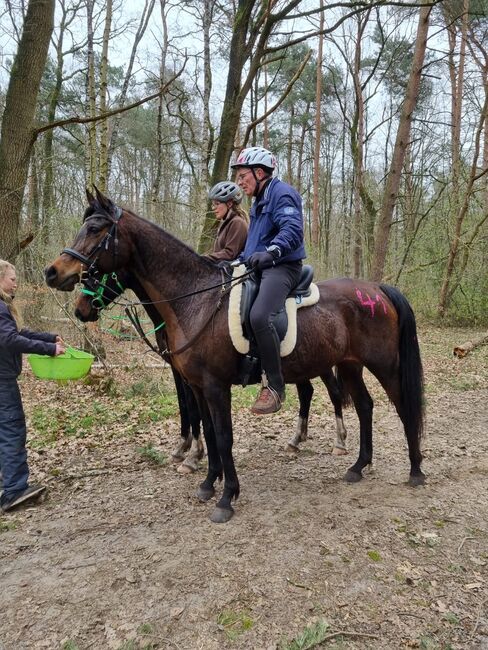 Vollblutaraber Stute, Distanzerfahren, tragend von BS Echnaton, Veronika Suerig, Horses For Sale, Wietze, Image 5