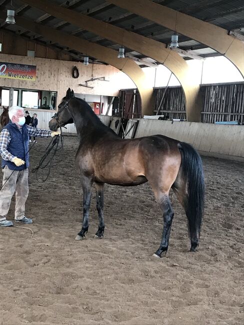 Vollblutaraber Stute, Distanzerfahren, tragend von BS Echnaton, Veronika Suerig, Horses For Sale, Wietze, Image 10