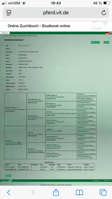 Vollblutaraber Stute, Distanzerfahren, tragend von BS Echnaton, Veronika Suerig, Horses For Sale, Wietze, Image 15