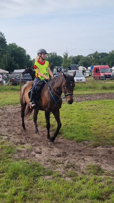Vollblutaraber Stute, Distanzerfahren, tragend von BS Echnaton, Veronika Suerig, Horses For Sale, Wietze, Image 6
