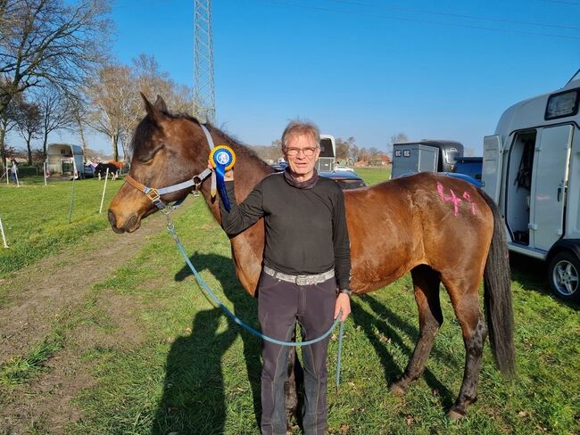 Vollblutaraber Stute, Distanzerfahren, tragend von BS Echnaton, Veronika Suerig, Horses For Sale, Wietze, Image 13