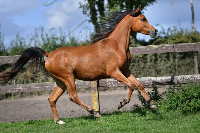 Vollblutaraber Stute, U.Denke, Horses For Sale, Freudenberg, Image 6