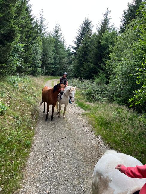 Vollblutaraber Stute, U.Denke, Horses For Sale, Freudenberg, Image 8