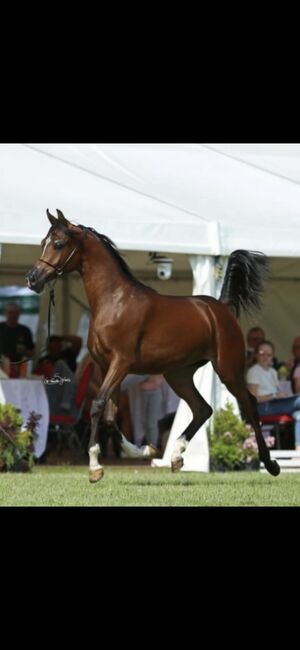 Vollblut Araber Stute, Anahita , Horses For Sale, Ustersbach