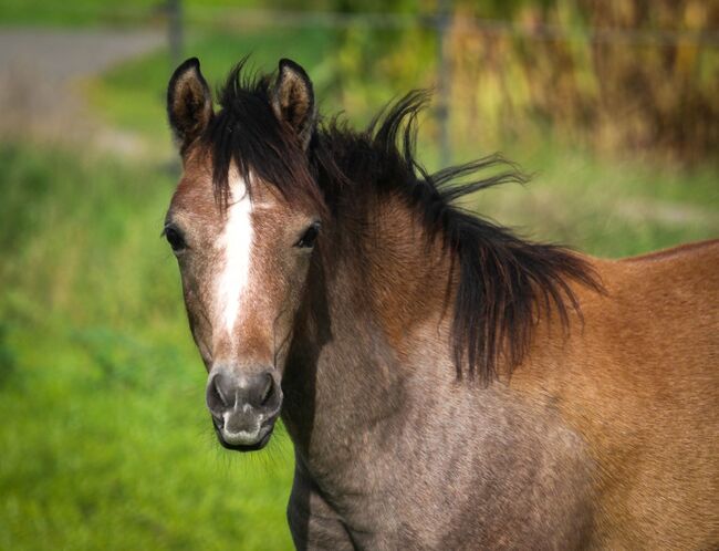 Vollblutaraber Stute Jährling, Nele Heemsoth, Horses For Sale, Bismark, Image 4