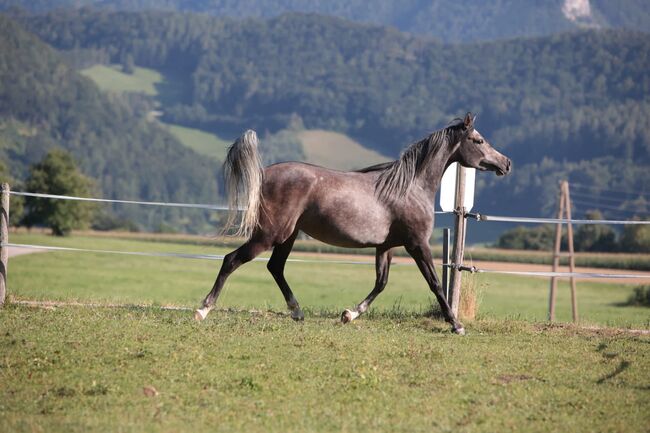 Vollblutaraberstute Madita, Maria , Horses For Sale, Ternberg