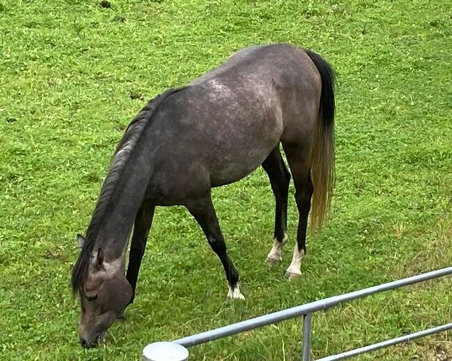 Vollblutaraberstute Madita, Maria , Horses For Sale, Ternberg, Image 2