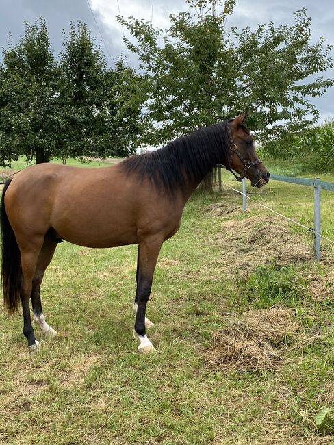 Vollblut Araber Wallach 2,5 Jahre, Eva, Horses For Sale, Massing, Image 2