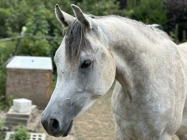 Vollblutaraber Wallach 3 Jahre, Anja kahlmeier , Horses For Sale, Bockenem , Image 2