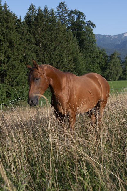 Vollblutaraber Wallach 4 Jahre, Karoline Holzleitner, Horses For Sale, Scharnstein, Image 3