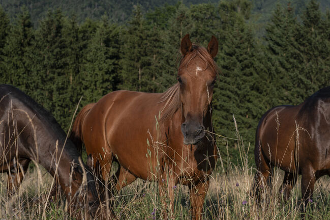 Vollblutaraber Wallach 4 Jahre, Karoline Holzleitner, Horses For Sale, Scharnstein, Image 7