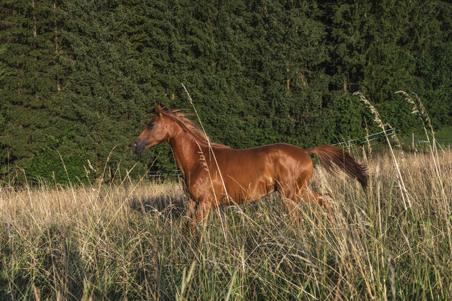 Vollblutaraber Wallach 4 Jahre, Karoline Holzleitner, Horses For Sale, Scharnstein