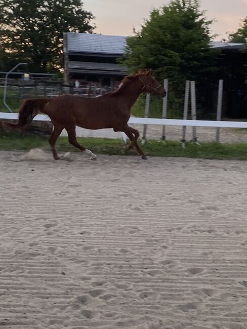 Vollblut mit 1A Charakter, Alina , Horses For Sale, Münster, Image 4