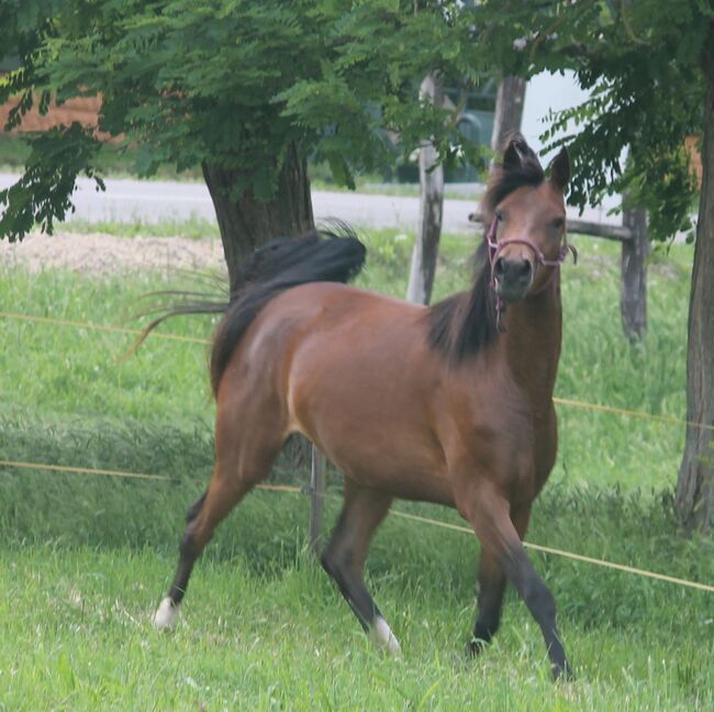 Vollblutaraber Aïsha, fast 4 Jahre alt, sucht ein 5* Zuhause, Daphne Kroon , Horses For Sale, Medina , Image 3