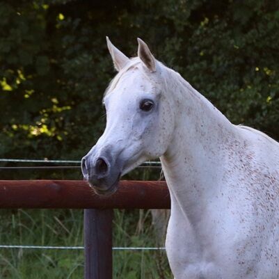 Vollblutaraber Hengst Farees Halim Sohn Blue List, Majidah Arabians, Pferd kaufen, Wittingen , Abbildung 2