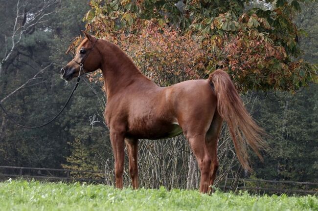 Vollblutaraber Hengst Farees Halim Sohn Blue List, Majidah Arabians, Pferd kaufen, Wittingen 