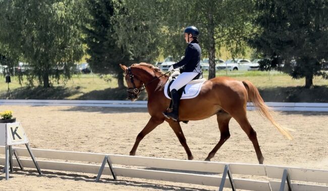 Vollblutaraber, Weberstorfer , Horses For Sale, Schwanenstadt, Image 3