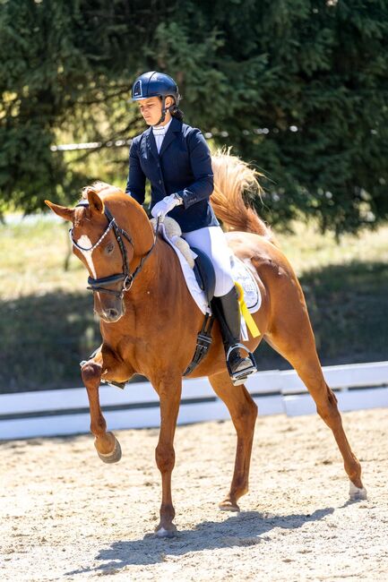 Vollblutaraber, Weberstorfer , Horses For Sale, Schwanenstadt