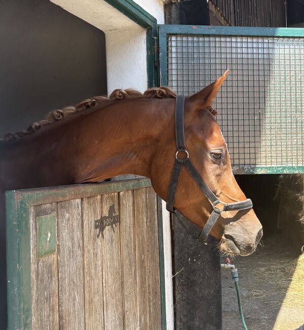 Vollblutaraber, Weberstorfer , Horses For Sale, Schwanenstadt, Image 2