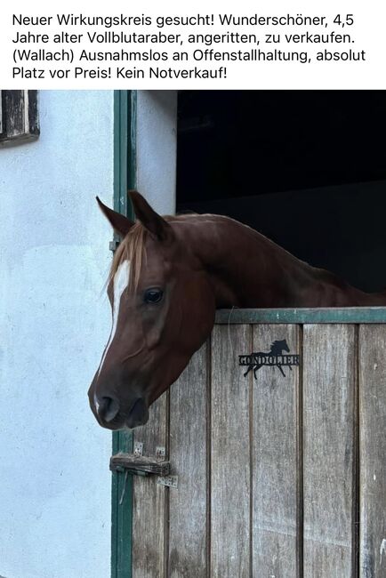 Vollblutaraber, Weberstorfer , Horses For Sale, Schwanenstadt