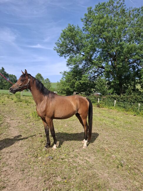 Vollblutaraber, Annicka , Horses For Sale, Burg-Reuland 