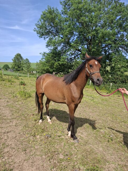 Vollblutaraber, Annicka , Horses For Sale, Burg-Reuland , Image 2