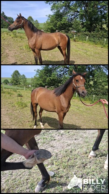 Vollblutaraber, Annicka , Horses For Sale, Burg-Reuland , Image 4