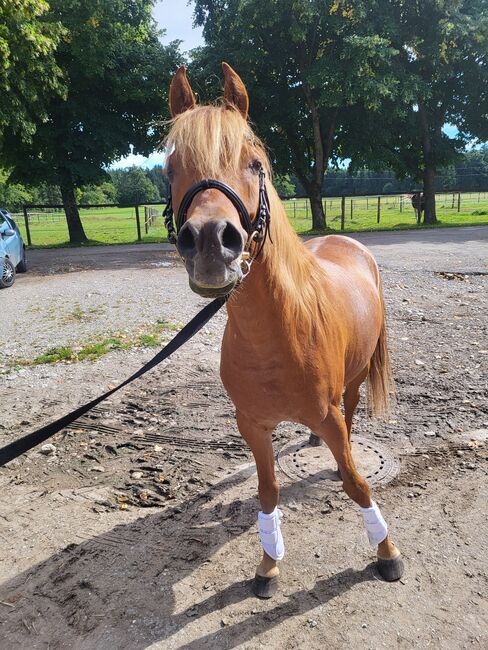 Vollblutaraber, Stefanie , Horses For Sale, Holzkirchen, Image 5