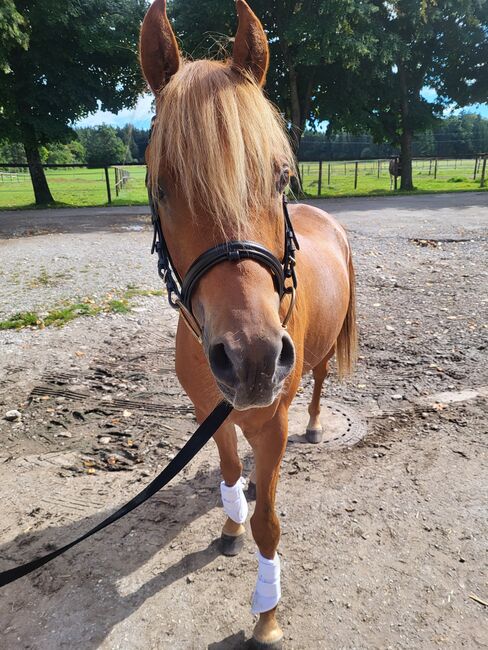 Vollblutaraber, Stefanie , Horses For Sale, Holzkirchen, Image 3