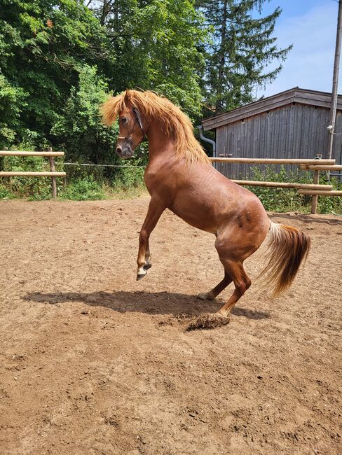 Vollblutaraber, Stefanie , Horses For Sale, Holzkirchen, Image 7