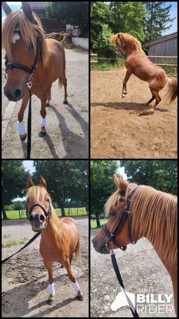 Vollblutaraber, Stefanie , Horses For Sale, Holzkirchen, Image 8