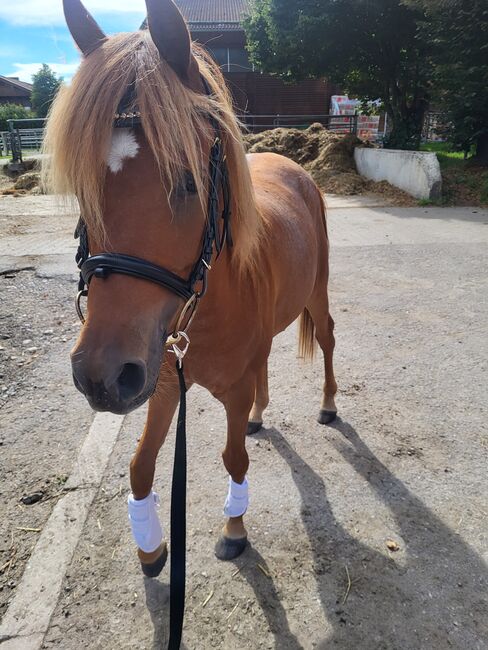 Vollblutaraber, Stefanie , Horses For Sale, Holzkirchen
