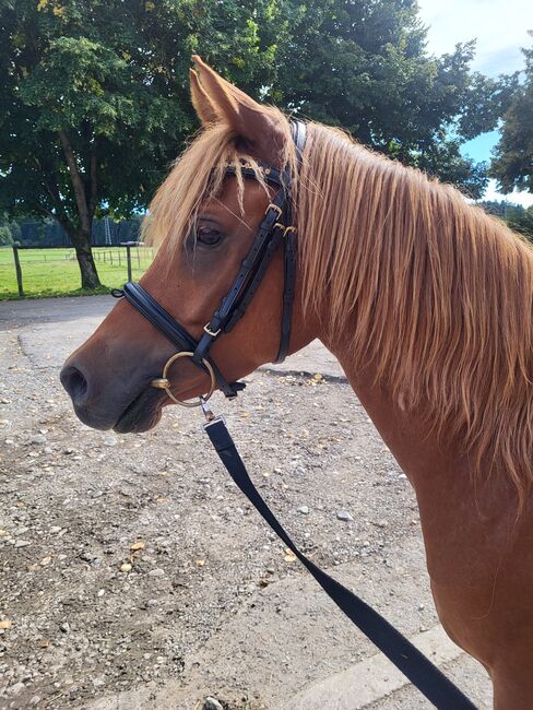Vollblutaraber, Stefanie , Horses For Sale, Holzkirchen, Image 2