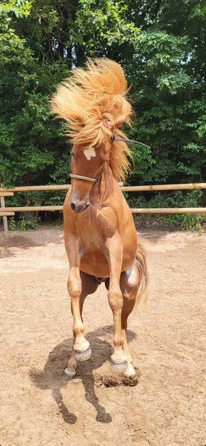 Vollblutaraber, Stefanie , Horses For Sale, Holzkirchen, Image 6