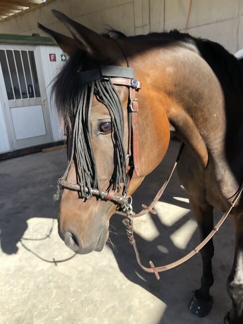 Vollblutaraber, Monika, Horses For Sale, Stettlen, Image 3