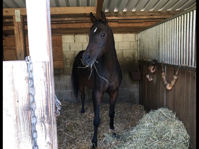 Vollblutaraber, Monika, Horses For Sale, Stettlen, Image 5