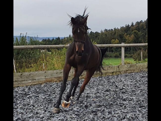 Vollblutaraber, Monika, Horses For Sale, Stettlen