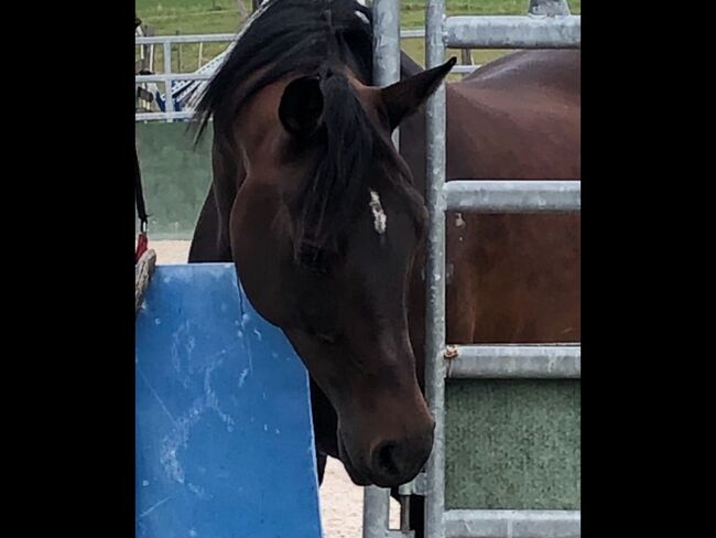 Vollblutaraber, Monika, Horses For Sale, Stettlen, Image 2